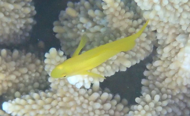 Гобиодон окинавский на ветвях коралла Acropora