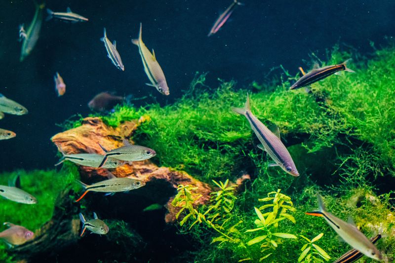Плотная посадка снижает число водорослей и держит естественный вид даже без дорогого оборудования