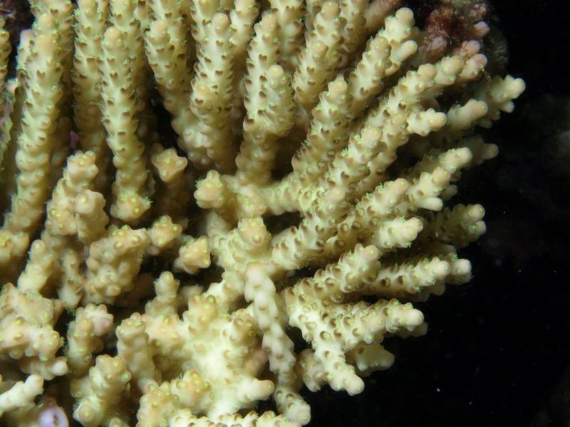 Колония Acropora nana с вертикально направленными ветвями