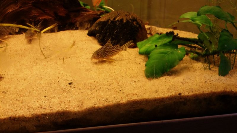 Коридорас Штерба (Corydoras sterbai) на светлом песчаном субстрате рядом с тёмной натуральной корягой в биотопном оформлении