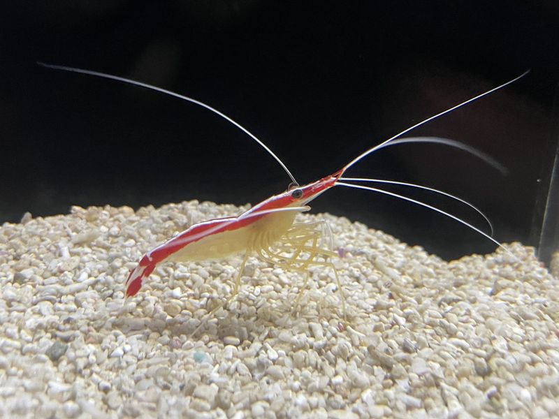 Lysmata amboinensis гармонично дополняет коралловый риф с беспозвоночными