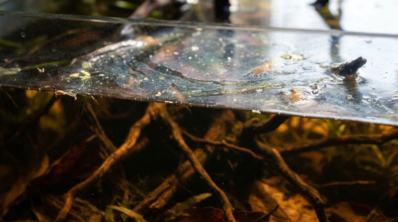 Густая бактериальная пленка на поверхности воды аквариума, нарушающая газообмен и угрожающая декоративным рыбкам
