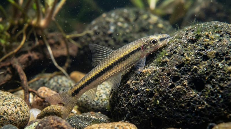 Полезная рыбка эпальцеоринх активно соскабливает зеленые водорослевые обрастания с поверхности темного пористого камня аквариума