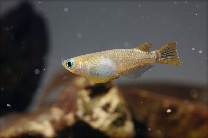 Японская медака (Oryzias latipes)