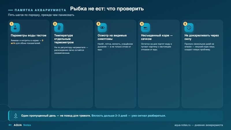 Памятка: пять шагов по порядку, прежде чем паниковать из-за отказа рыбки от корма