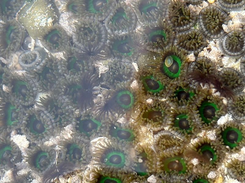 Естественное рифовое поселение Zoanthus sansibaricus в Занзибарском регионе Индийского океана