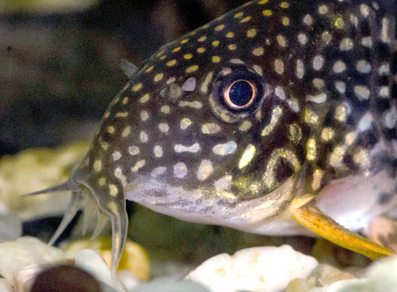 Макрофотография головы коридораса Штерба (Corydoras sterbai): видны чувствительные ротовые усики, глаза с тёмным зрачком и решётчатый светлый крап на защитных пластинках