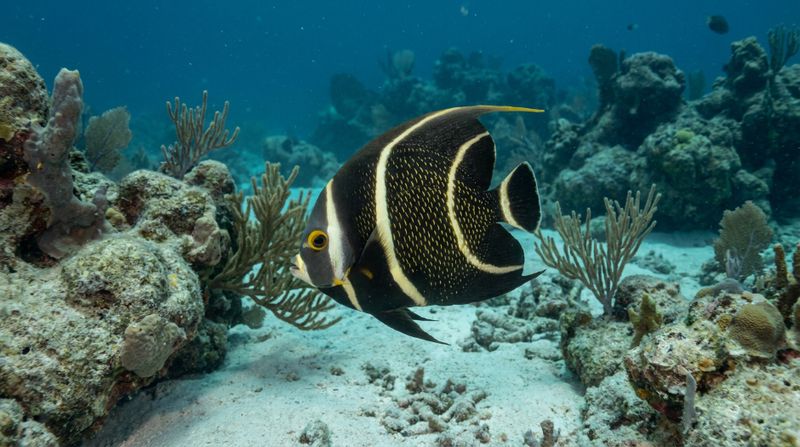 Французский ангел Pomacanthus paru плывёт над песчаным дном среди карибского кораллового рифа