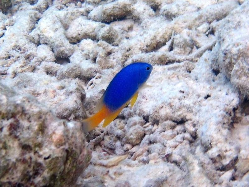 Особь Pomacentrus caeruleus в кристально чистой лагуне