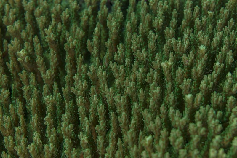 Коралл рода Acropora (Acropora tenuis)
