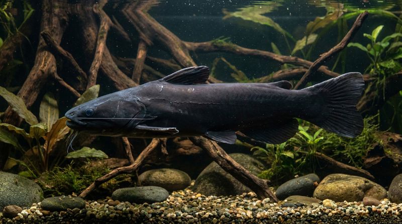 Чёрный сом Trachycorystes trachycorystes сбоку – хорошо видны форма тела, головы и плавников