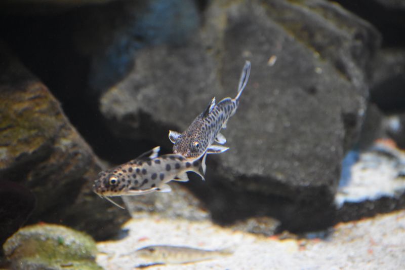 Пара сомов синодонтисов-кукушек (Synodontis multipunctatus) плавает над песчаным участком дна вблизи скальных расщелин