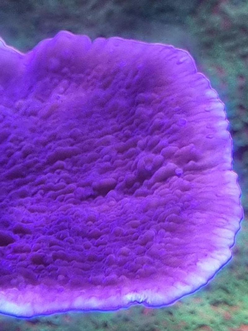 Кромка пластины Montipora с активной светлой зоной кальцификации по периметру