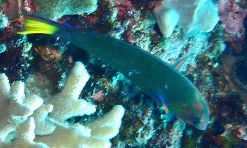 Лунная талассома (Thalassoma lunare) на фоне коралловых рифовых отложений демонстрирует серповидный хвостовой плавник