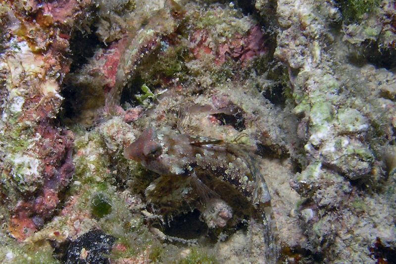 Мандаринка глазчатая в естественном укрытии среди рифовых обломков