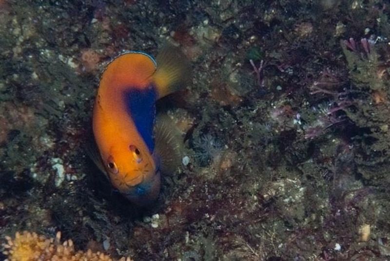 Центропиг смотрит в камеру