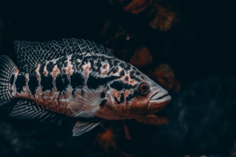 Цихлида ягуар (Parachromis managuensis) – один из самых крупных хищных цихлид в аквариумистике, во взрослом виде похожа скорее на маленькую щуку, чем на привычную цихлиду