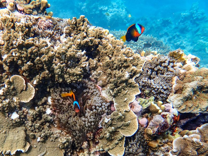 Клоун меланопус (Amphiprion melanopus) в щупальцах актинии на рифе