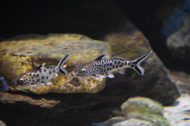 Две особи синодонтиса-кукушки (Synodontis multipunctatus) в толще воды на фоне светлого камня: видны вытянутая форма тела, глубоко вырезанный хвостовой плавник и тёмный крап