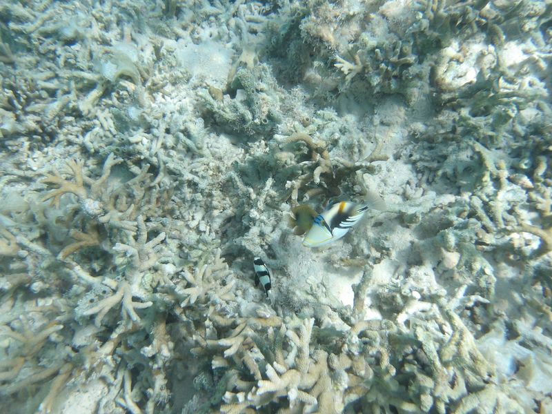 В природе Rhinecanthus aculeatus сочетает открытые участки для плавания с рифовыми укрытиями – подобную структуру пространства важно учитывать и при оформлении аквариума