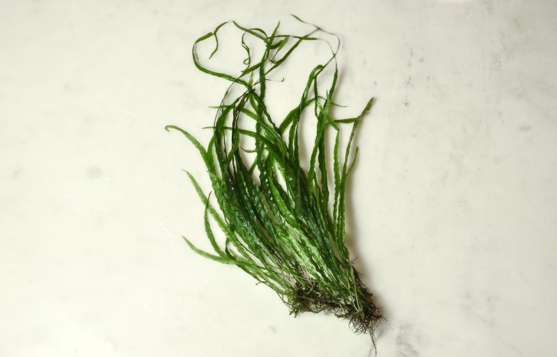 Узколистная селекционная форма Needle Leaf с тонкими изящными вайями