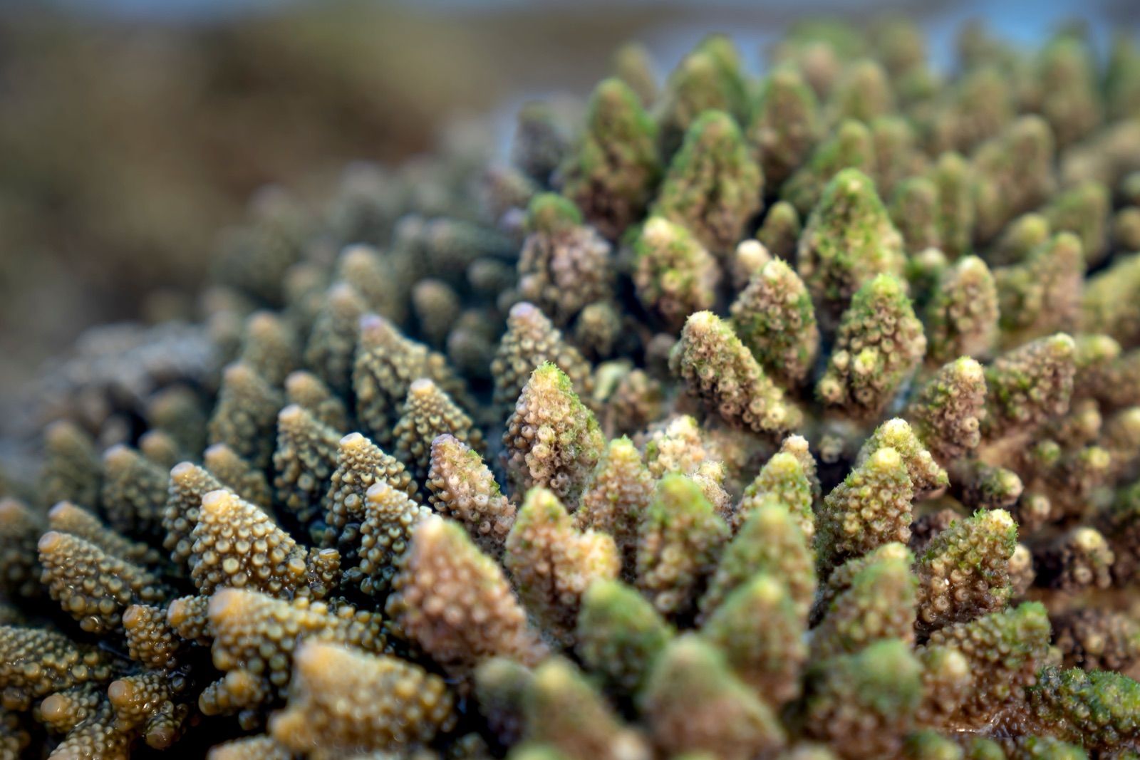 В Калифорнии пройдёт очередная выставка кораллов West Coast Coral Show