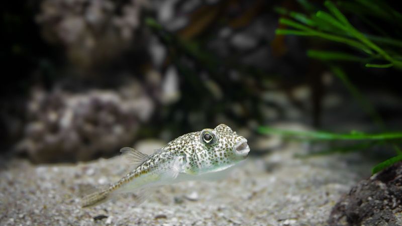 Чистый грунт и прозрачная вода важны для любого аквариума – пресноводного или солоноватоводного (на фото – иглобрюх, вид как раз для солоноватой воды): рыбе просто негде подцепить лишнюю нагрузку на иммунитет, пока параметры воды в порядке