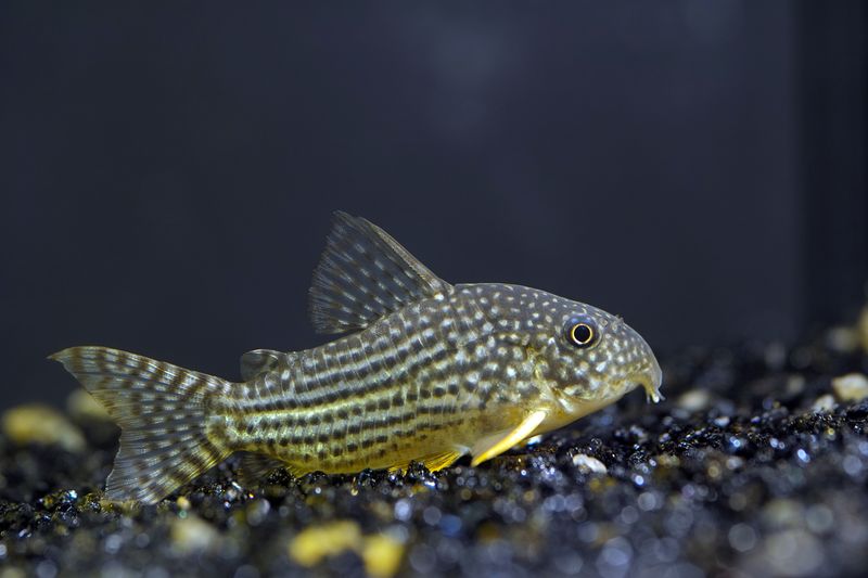 Взрослый коридорас Штерба (Corydoras sterbai) в полный боковой профиль: чётко виден костный панцирь из перекрывающихся пластинок и форма спинного плавника
