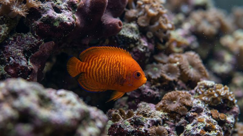 Центропиг золотой исследует обрастания на живых камнях среди губок и кораллов морского рифа