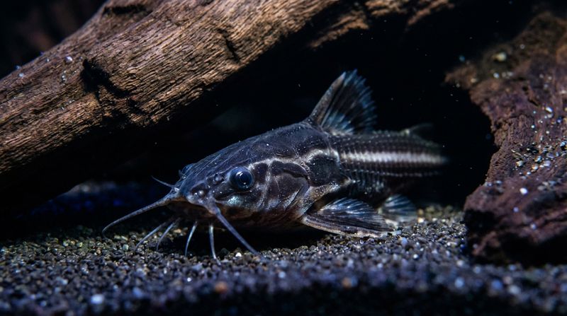 Ночной образ жизни говорящего сома. Acanthodoras spinosissimus выходит из темного укрытия на дне аквариума в сумерках
