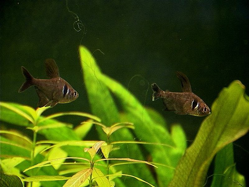 Два чёрных фантома Megalamphodus megalopterus среди густых зелёных аквариумных растений