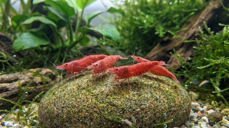 Красные аквариумные креветки вишни крупным планом на камне в правильном стабильном креветочнике объемом 20 литров