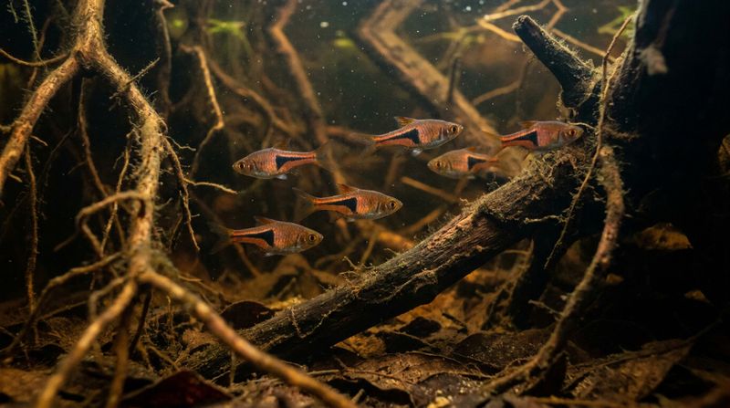 Небольшая стайка расбор плавает в темной воде среди переплетенных корней в естественной среде обитания