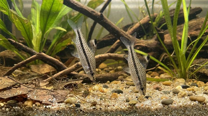 Две рыбки хилодуса пятнистого собирают мелкие частицы корма и детрит со дна аквариума