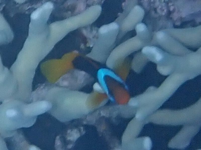 Клоун меланопус (Amphiprion melanopus) над ветвистыми кораллами рифа