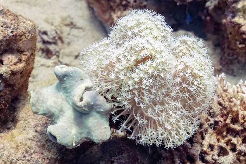 Ксения зонтичная (Xenia umbellata) рядом с кожистым кораллом Sarcophyton glaucum в рифовом биотопе
