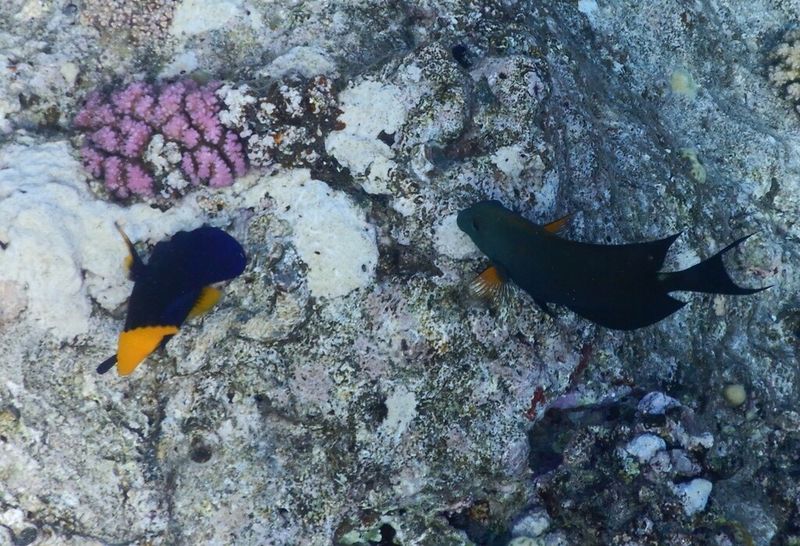 Взрослый полосатый хирург-ктенохет (Ctenochaetus striatus) плывет над каменистым рифовым склоном