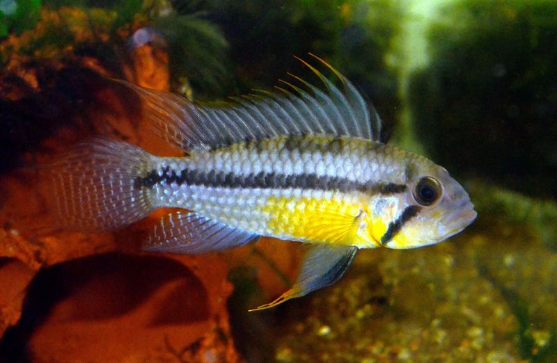 Apistogramma cacatuoides («какаду») – считается самым выносливым к жёсткой воде видом рода