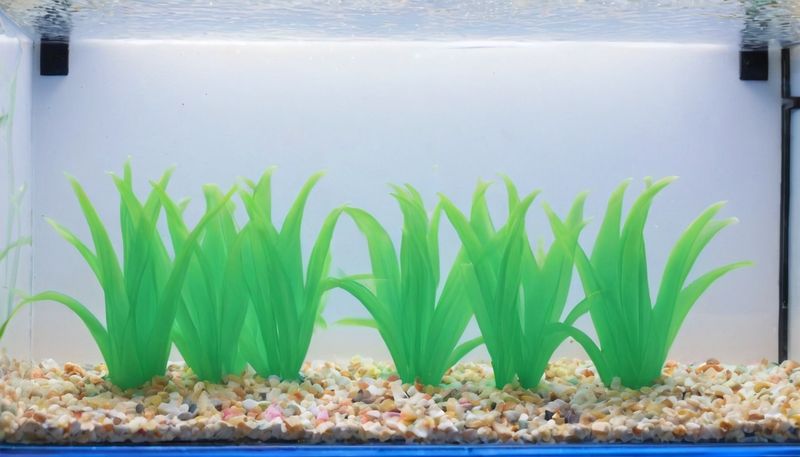 Куст снят прямо в аквариуме – видны стекло, вода и грунт: широкие плоские листья неонового зелёного цвета с глянцевой полупрозрачной фактурой и швом литья посередине выдают пластик, такой декор спокойно переносит частую мойку