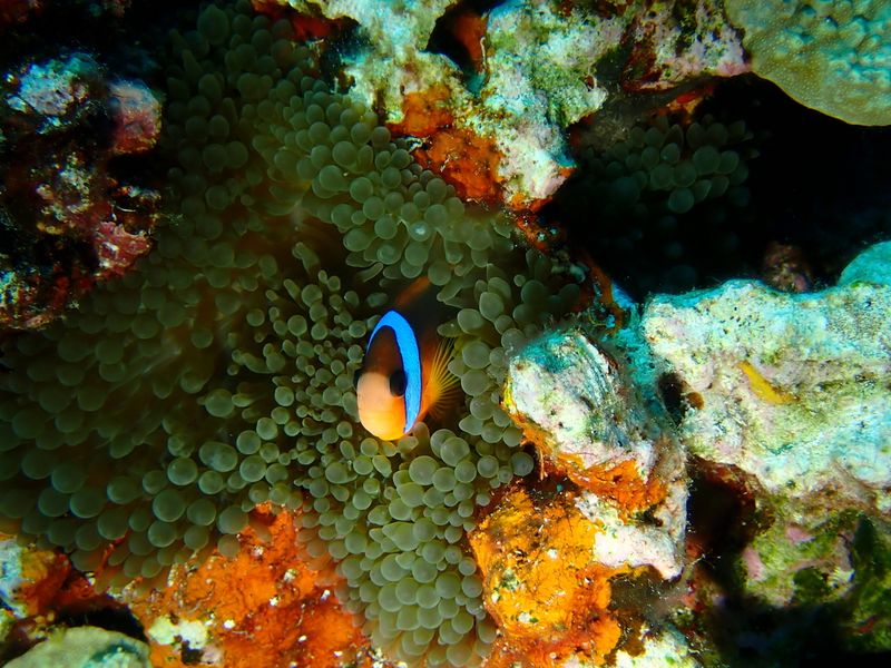 Клоун меланопус (Amphiprion melanopus) в щупальцах пузырчатой актинии Entacmaea quadricolor