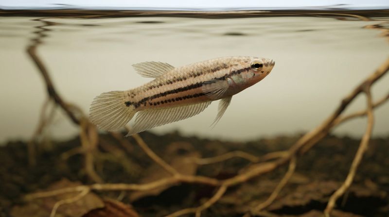 Самка Betta edithae с продольными полосами в чистой воде. Мирное поведение и содержание стайки диких петушков в аквариуме