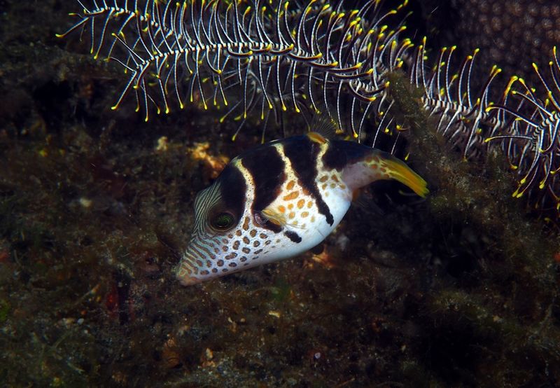 Крупный план Canthigaster valentini, демонстрирующий радиальные полосы вокруг глаз (кадрировано)