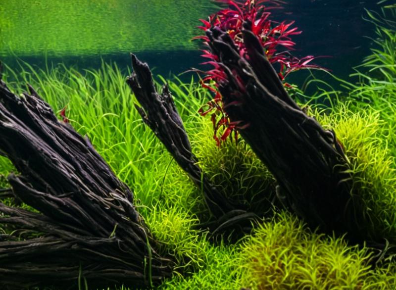 «Тихая заводь» Акваскейп (Nature Aquarium)