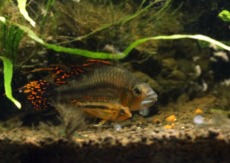 Самец и самка Apistogramma cacatuoides у грунта: взрослые особи легко переносят жёсткую воду, а вот у икры и мальков требования строже