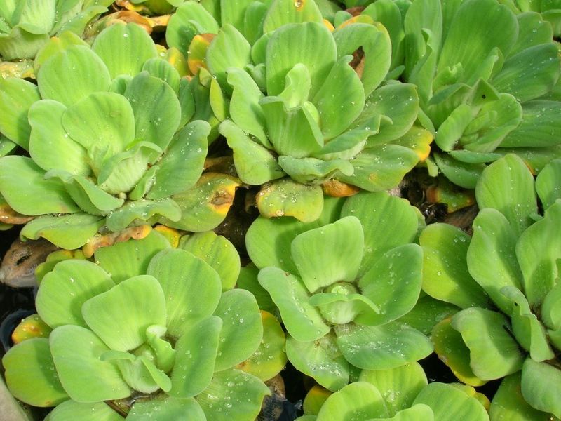 Пистия телорезовидная (Pistia stratiotes) - плотная группа сомкнутых розеток чистой культуры на воде