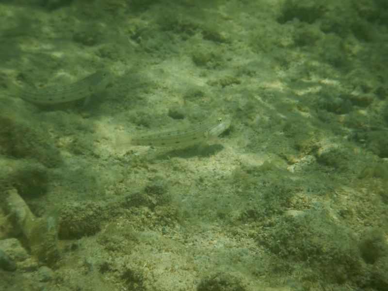 Крупный план Valenciennea longipinnis с характерным глазчатым рисунком