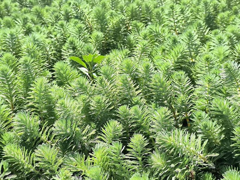 Переходная и надводная форма Myriophyllum aquaticum: плотные побеги с четкой ярусной структурой мутовок