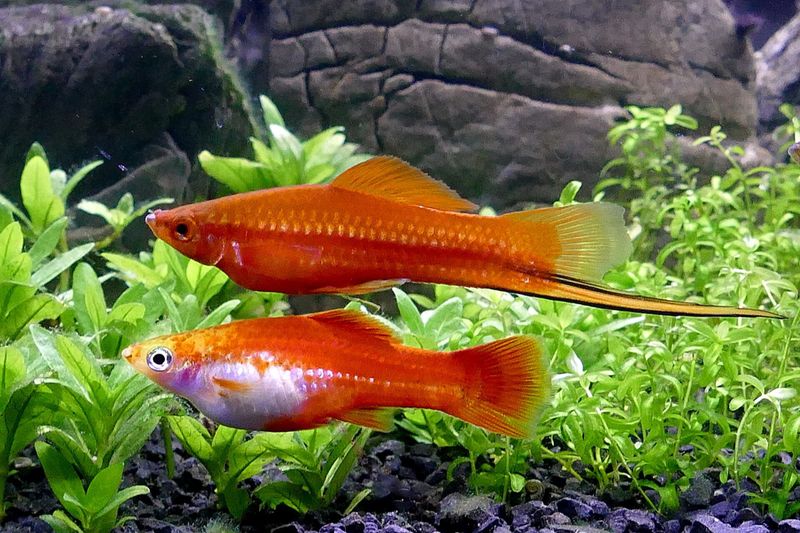 У меченосца (Xiphophorus hellerii) «меч» есть только у самцов – по этому признаку пол определяется без ошибок