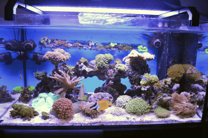 Elos System 120 Marine