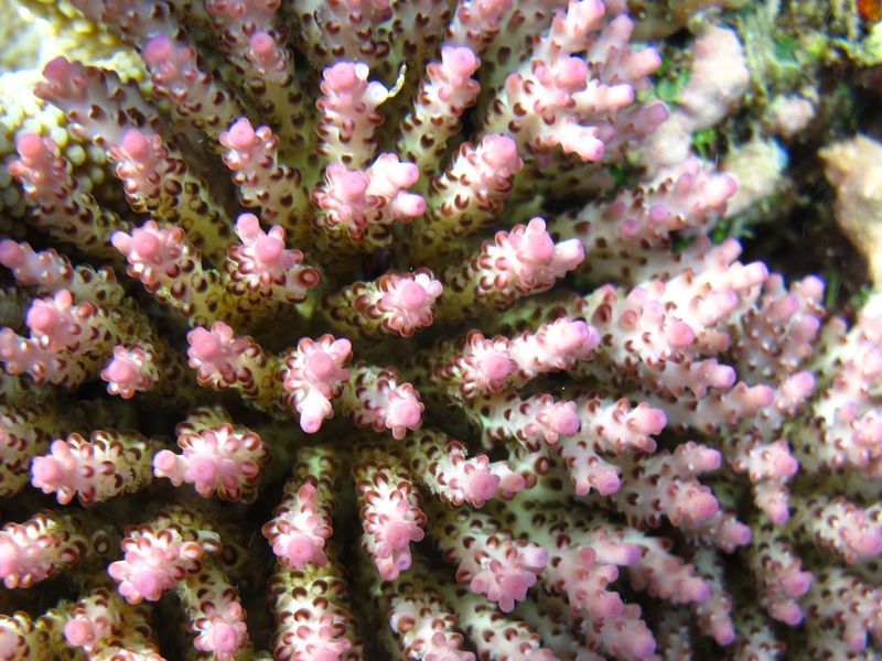 Структура ветвей и расположение кораллитов колонии Acropora nana крупным планом